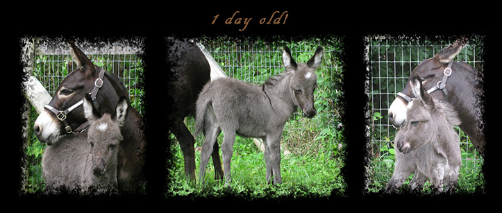Critter Haven Farm Miniature Donkeys
